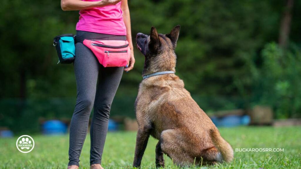 THE REASONS WHY DOGS JUMP ON PEOPLE 7 DOGS JUMP ON PEOPLE