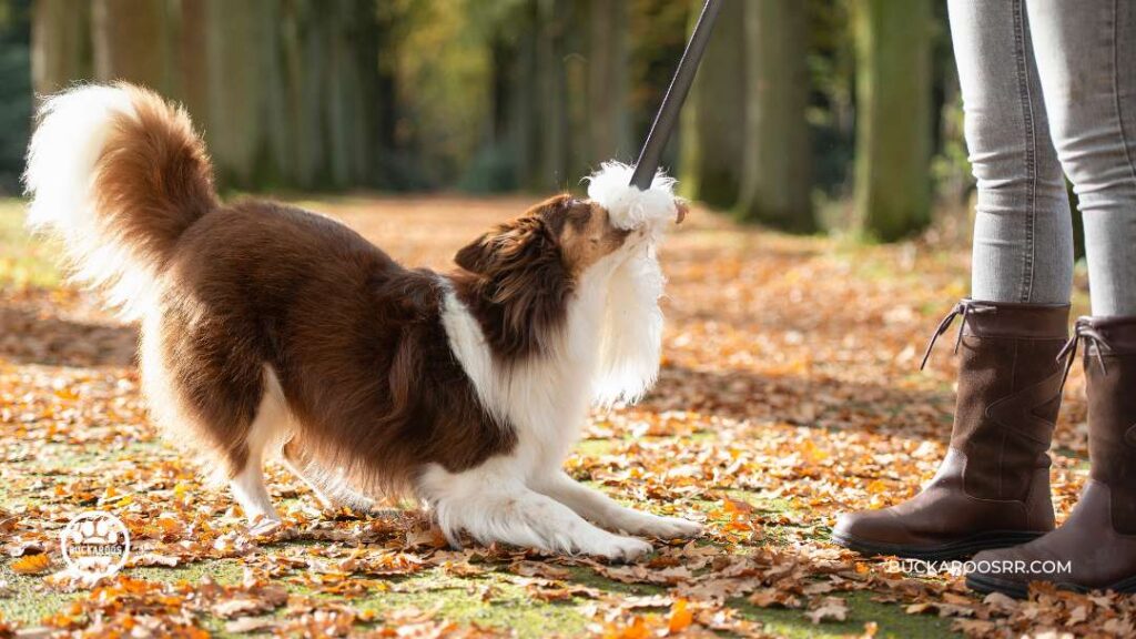 THE REASONS WHY DOGS JUMP ON PEOPLE 8 DOGS JUMP ON PEOPLE