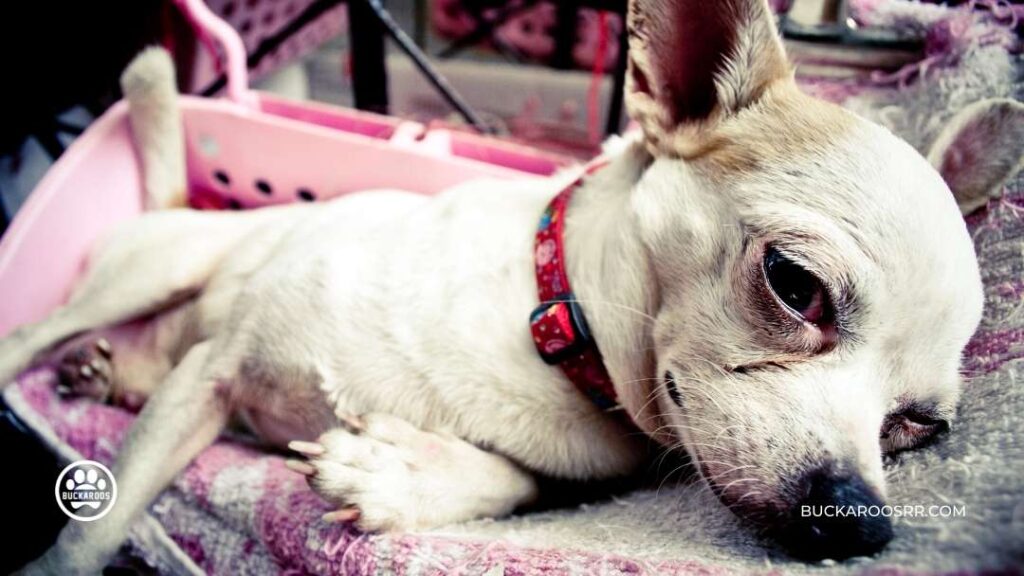 How To Know If Your Dog Has Parvo? 3 Dog has parvo