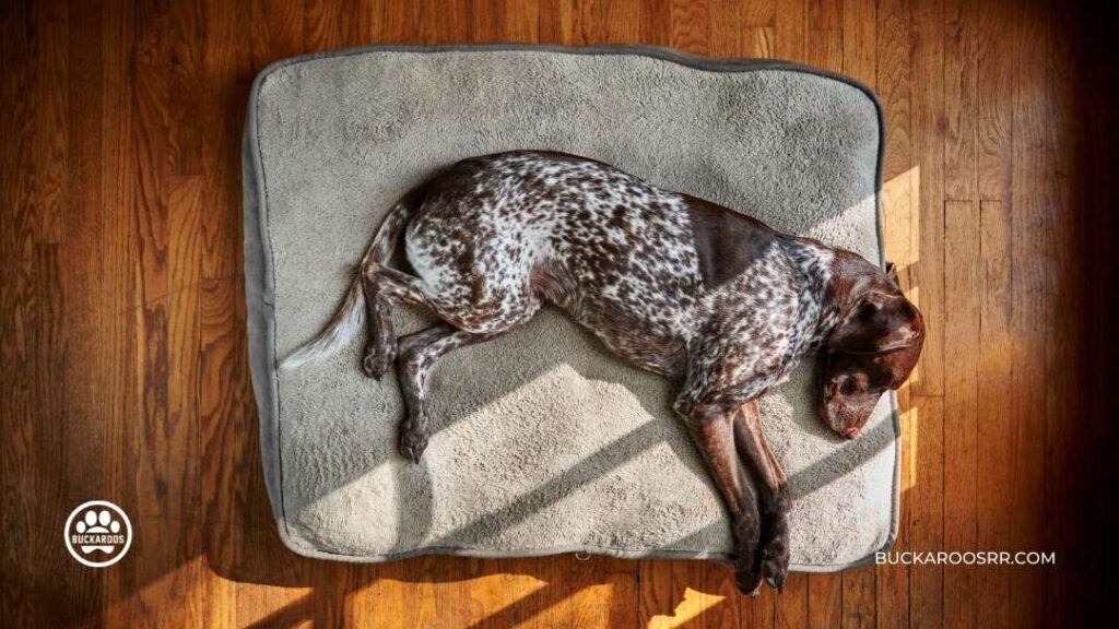 How To Know If Your Dog Has Parvo? 1 How can I treat my dog at home for Parvo