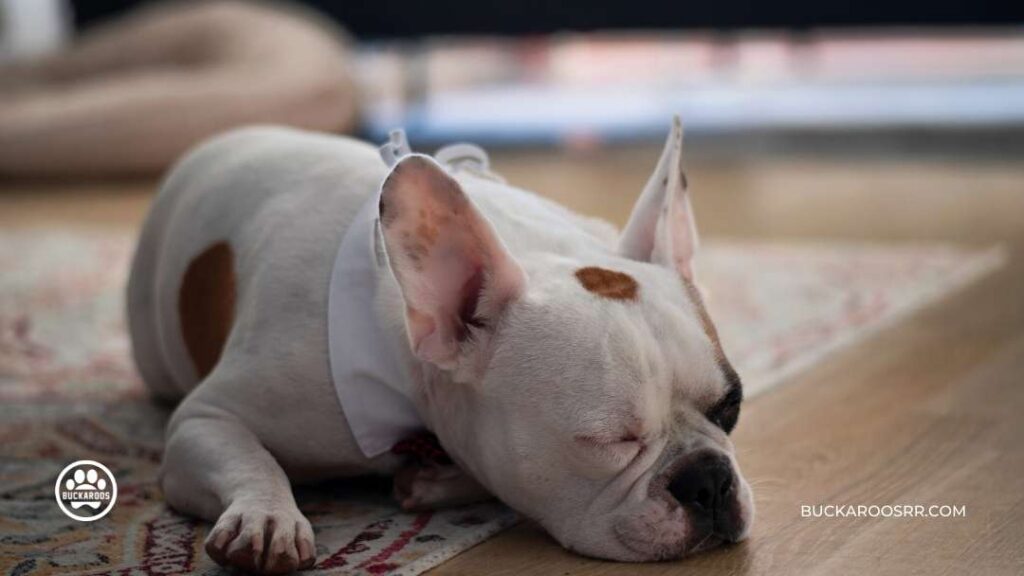 How To Know If Your Dog Has Parvo? 2 How To Treat Your Dog Has Parvo