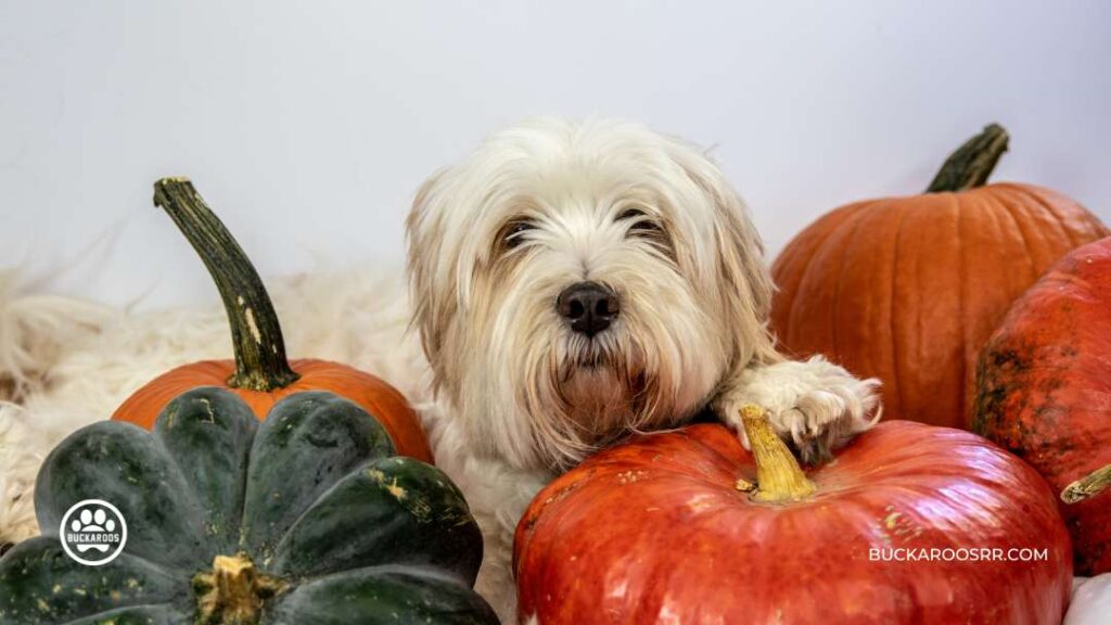 Three Super Healthy Humans Foods Dogs Can Eat 2 Foods Dogs Can Eat