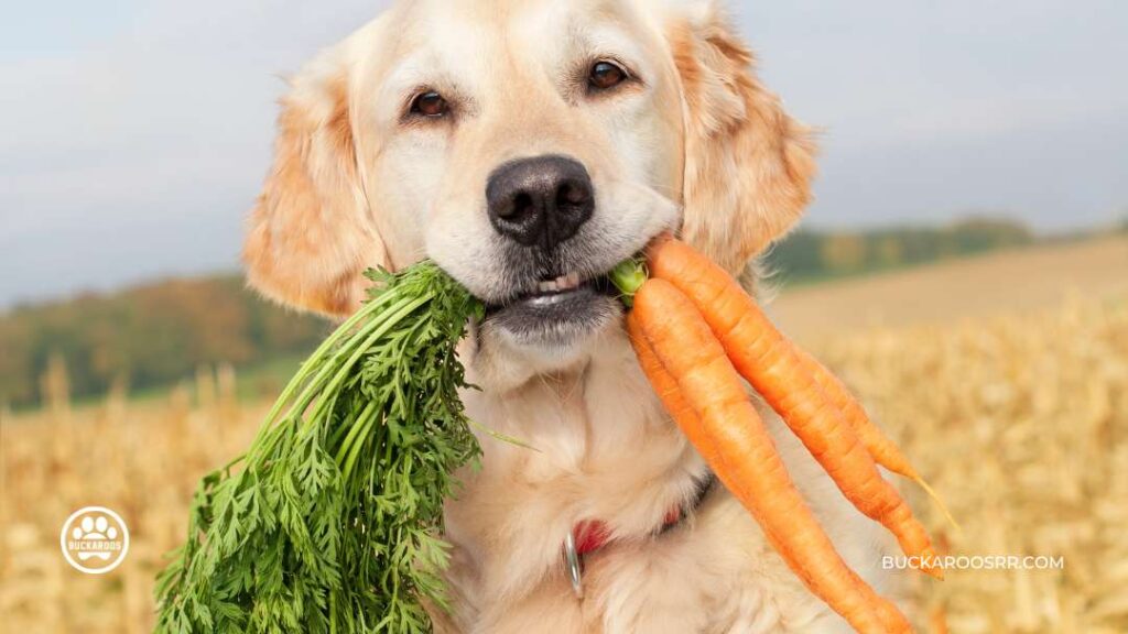 Three Super Healthy Humans Foods Dogs Can Eat 5 Carrots Good For Dogs To Eat