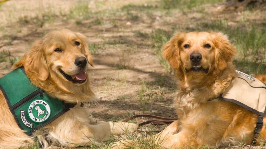 Therapy Dogs