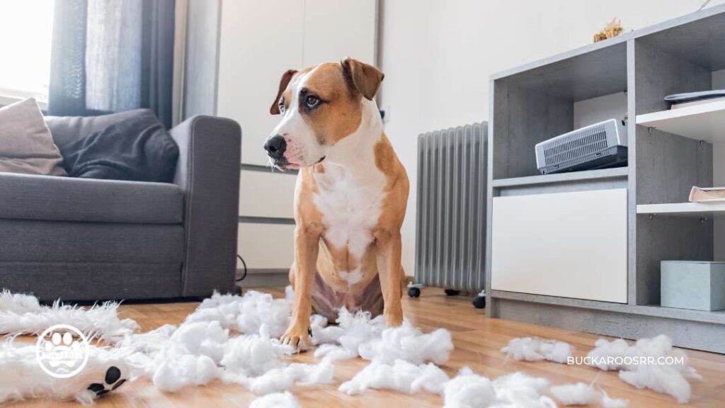 Why Is Your Dog Chewing Up Stuff 12 dog chewing up stuff