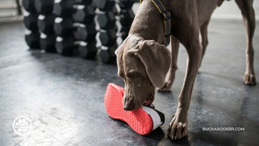 Why Is Your Dog Chewing Up Stuff 8 dog chewing up stuff