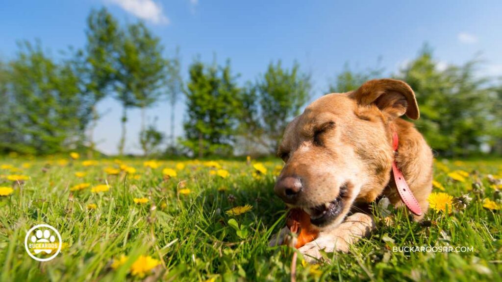 Why Is Your Dog Chewing Up Stuff 3 dog chewing up stuff