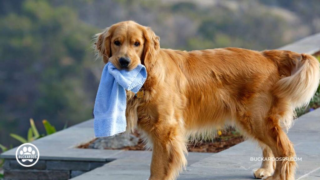Why Is Your Dog Chewing Up Stuff 4 dog chewing up stuff