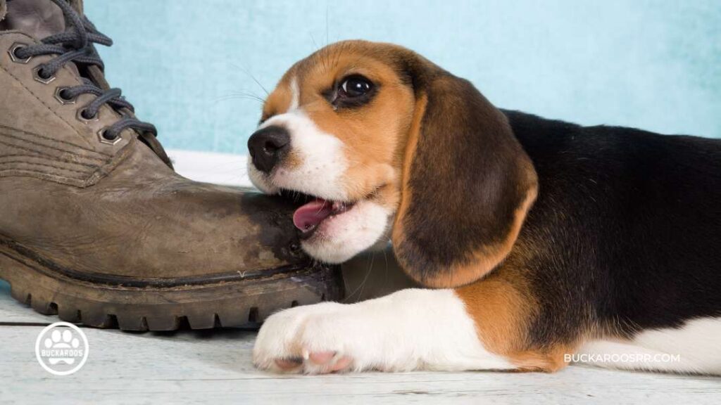 Why Is Your Dog Chewing Up Stuff 5 dog chewing up stuff