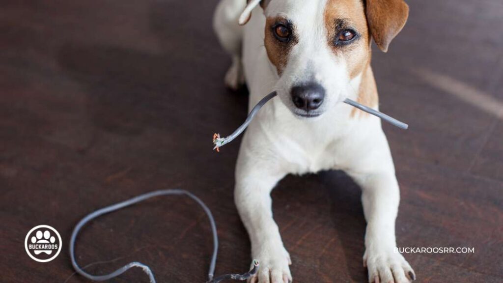 Why Is Your Dog Chewing Up Stuff 7 dog chewing up stuff