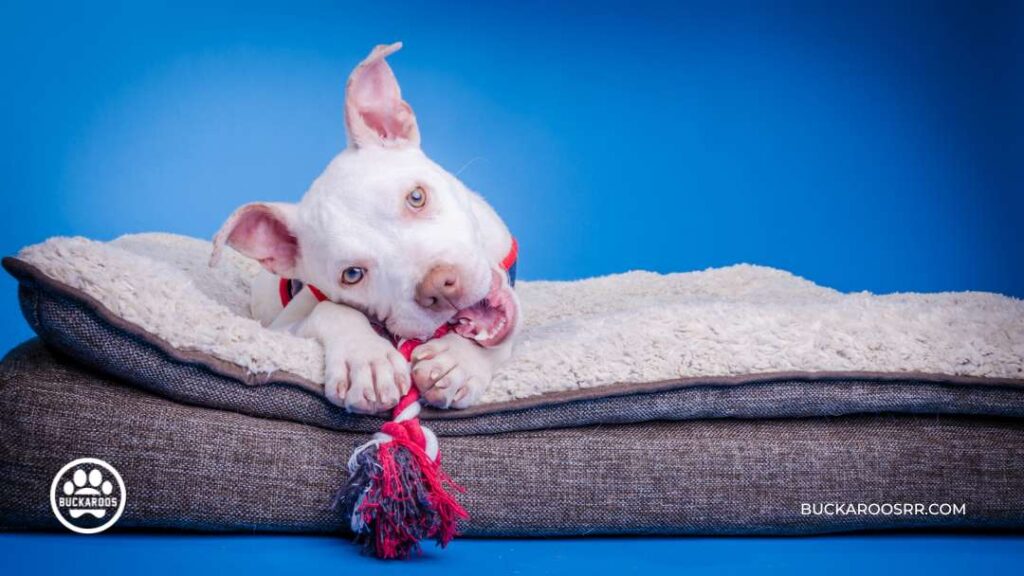 Why Is Your Dog Chewing Up Stuff 10 dog chewing up stuff