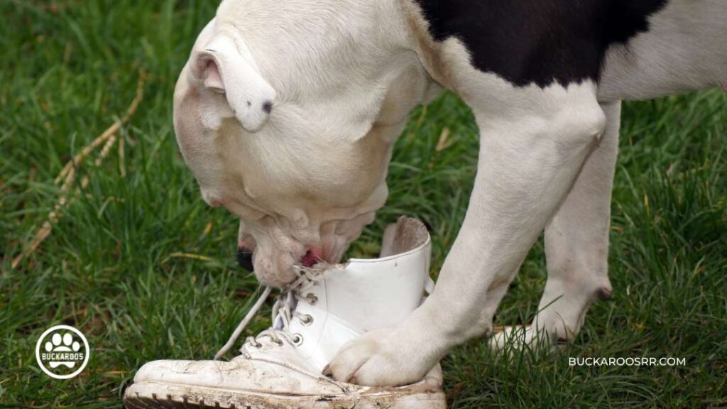 Why Is Your Dog Chewing Up Stuff 9 dog chewing up stuff