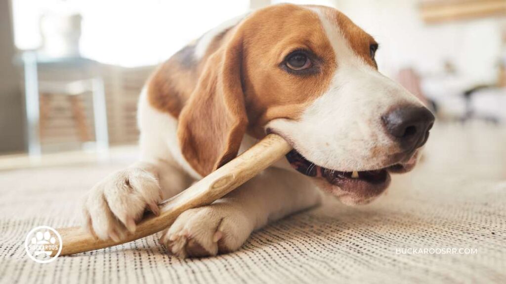 Why Is Your Dog Chewing Up Stuff 1 dog chewing up stuff