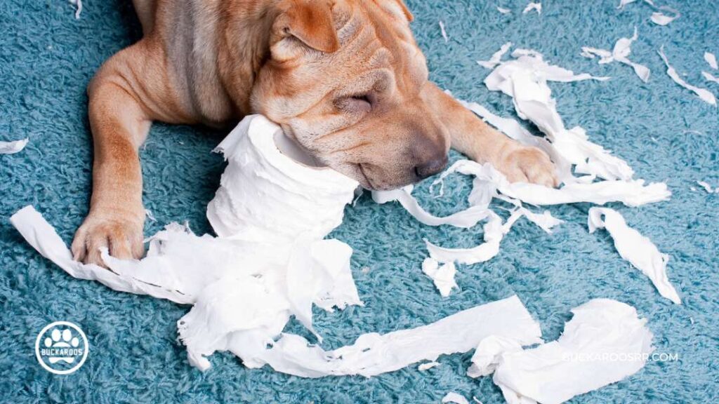 Why Is Your Dog Chewing Up Stuff 2 dog chewing up stuff