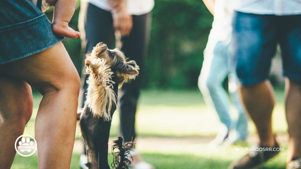 How To Reduce Dogs Jumping On Humans 4 How To Reduce Dogs Jumping On Humans