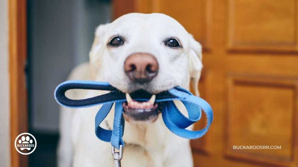 5 Simple Hacks For Holiday Dog Manners 1 holiday dog training