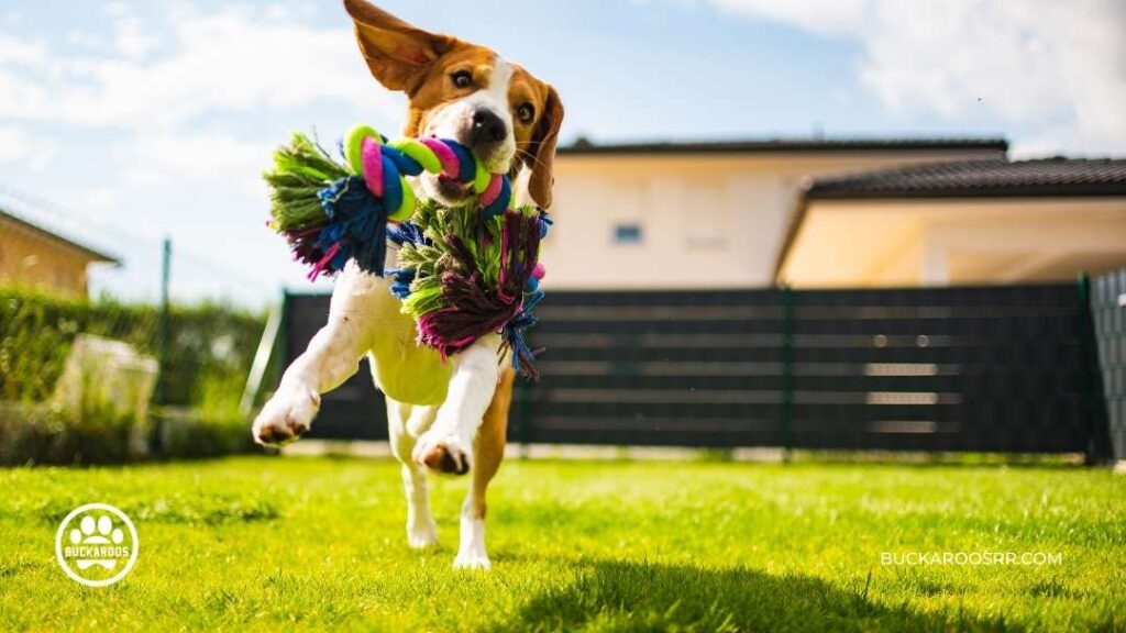 5 Simple Hacks For Holiday Dog Manners 3 holiday
