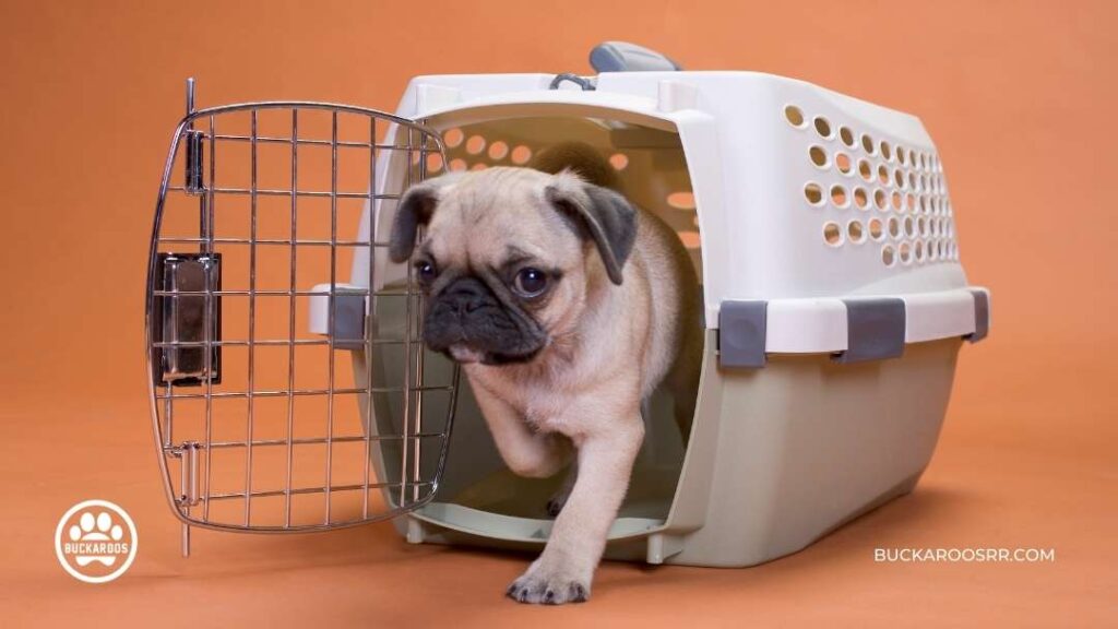 5 Simple Hacks For Holiday Dog Manners 4 holiday