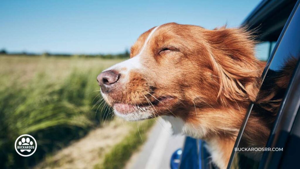 The Essential Dog Care Guide For Dog Lovers 9 The Essential Dog Care Guide For Dog Lovers https://360dogcare.com/2023/01/19/the-essential-dog-care-guide/