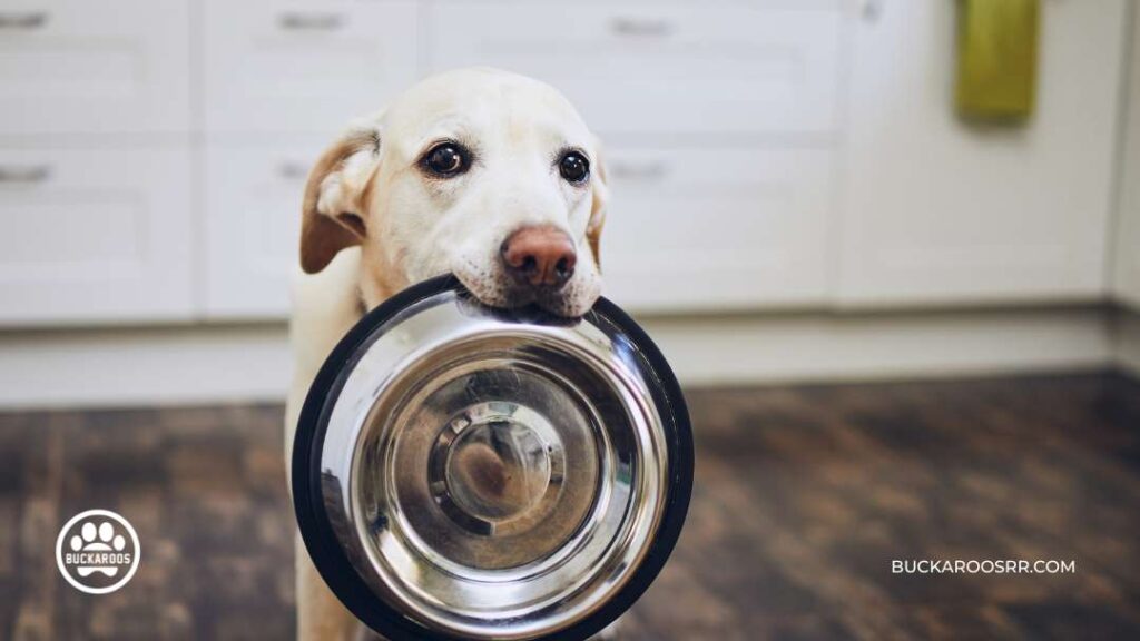 The Essential Dog Care Guide For Dog Lovers 1 The Essential Dog Care Guide For Dog Lovers https://360dogcare.com/2023/01/19/the-essential-dog-care-guide/
