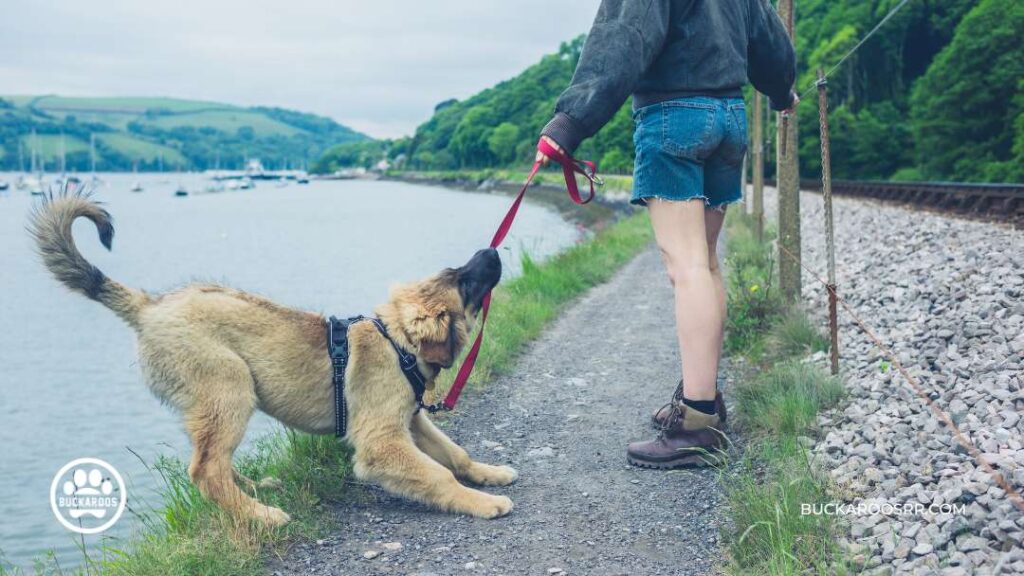 The Essential Dog Care Guide For Dog Lovers 2 The Essential Dog Care Guide For Dog Lovers https://360dogcare.com/2023/01/19/the-essential-dog-care-guide/