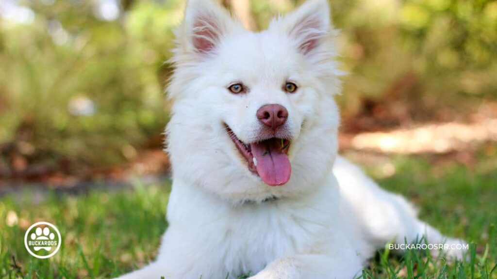 The Essential Dog Care Guide For Dog Lovers 4 The Essential Dog Care Guide For Dog Lovers https://360dogcare.com/2023/01/19/the-essential-dog-care-guide/