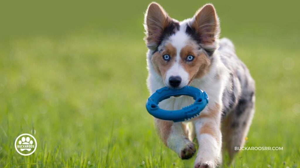 The Essential Dog Care Guide For Dog Lovers 5 The Essential Dog Care Guide For Dog Lovers https://360dogcare.com/2023/01/19/the-essential-dog-care-guide/