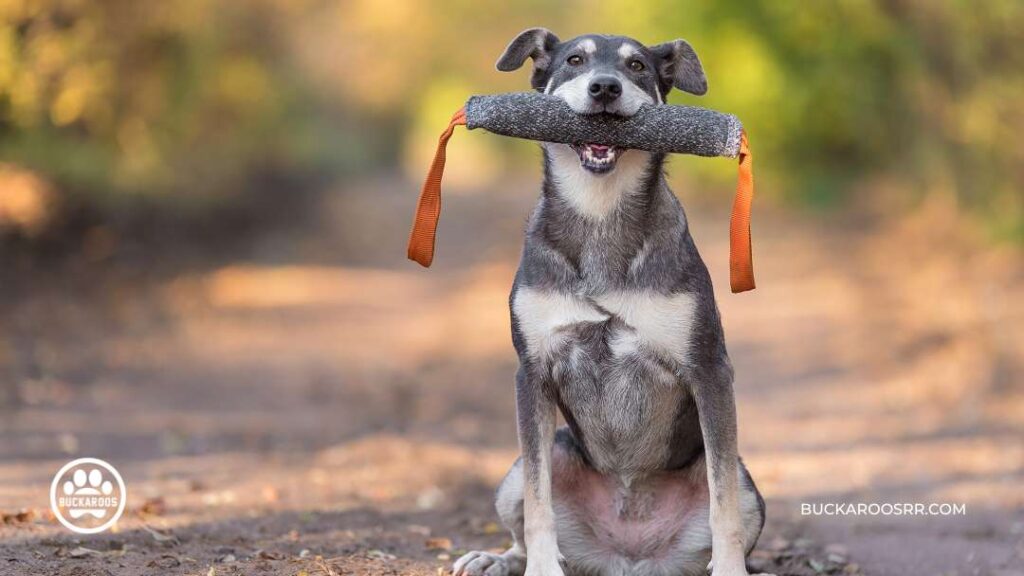 The Essential Dog Care Guide For Dog Lovers 6 The Essential Dog Care Guide For Dog Lovers https://360dogcare.com/2023/01/19/the-essential-dog-care-guide/