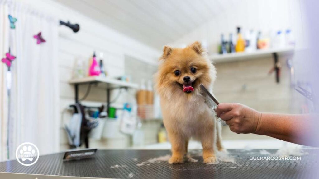 The Essential Dog Care Guide For Dog Lovers 7 The Essential Dog Care Guide For Dog Lovers https://360dogcare.com/2023/01/19/the-essential-dog-care-guide/