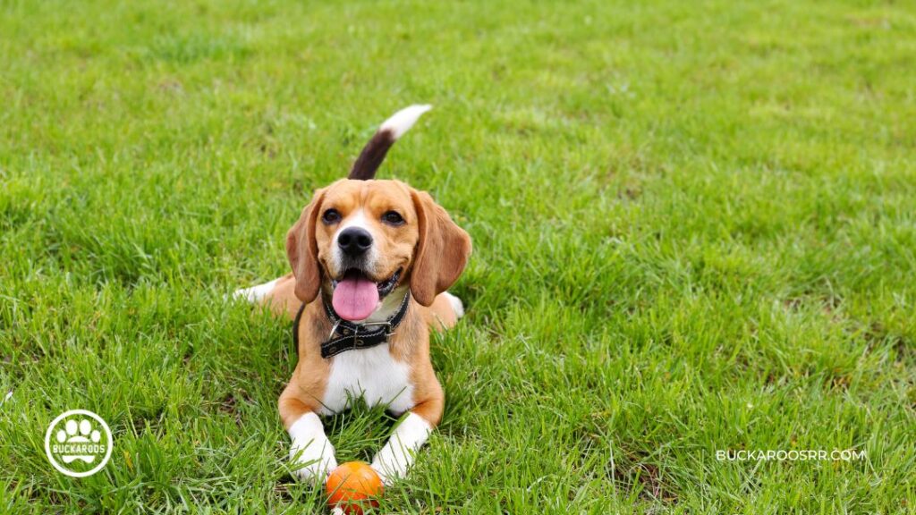 The 7 Rules Of Socializing Your Puppy Properly 2 7 Rules Of Socializing Your Puppy