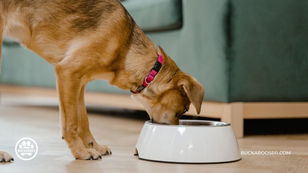 The 7 Rules Of Socializing Your Puppy Properly 3 Socializing puppy