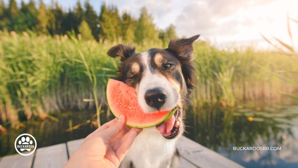 The 7 Rules Of Socializing Your Puppy Properly 4 Socializing Your Puppy