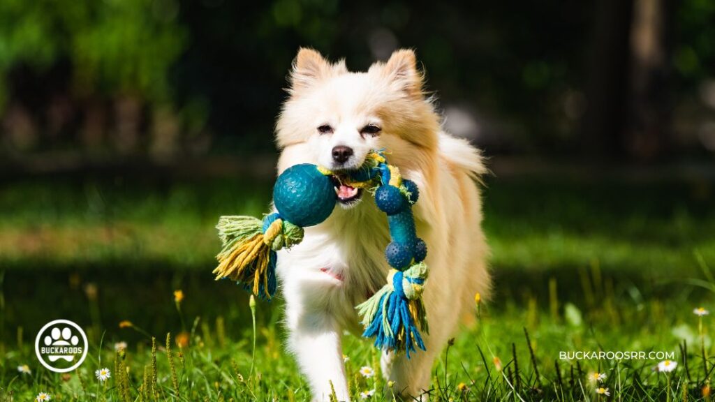The 7 Rules Of Socializing Your Puppy Properly 5 7 Rules