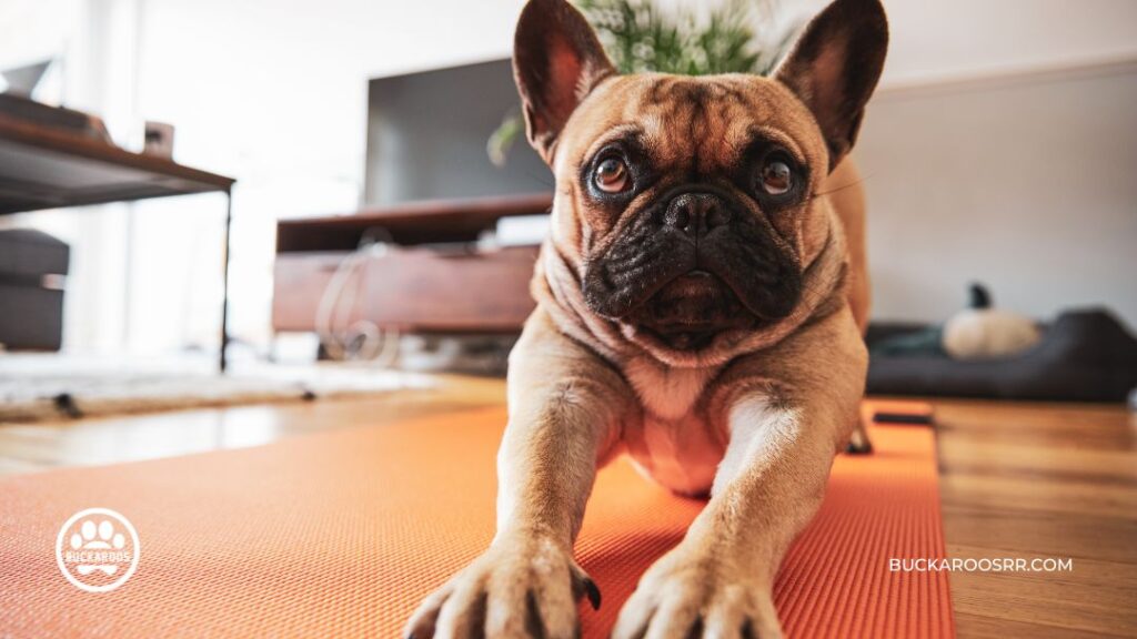 The 7 Rules Of Socializing Your Puppy Properly 6 7 Rules Of Socializing Your Puppy