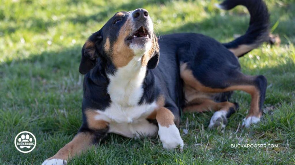 Dog Barking Behavior : Types and how to control it? 1 Barking behavior