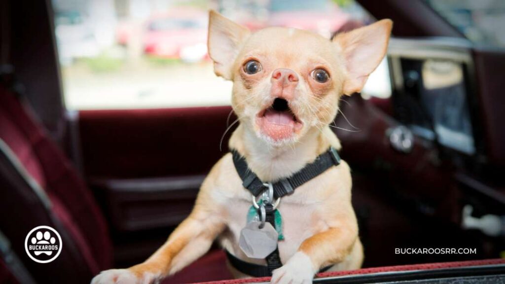 Dog Barking Behavior : Types and how to control it? 2 Barking behavior