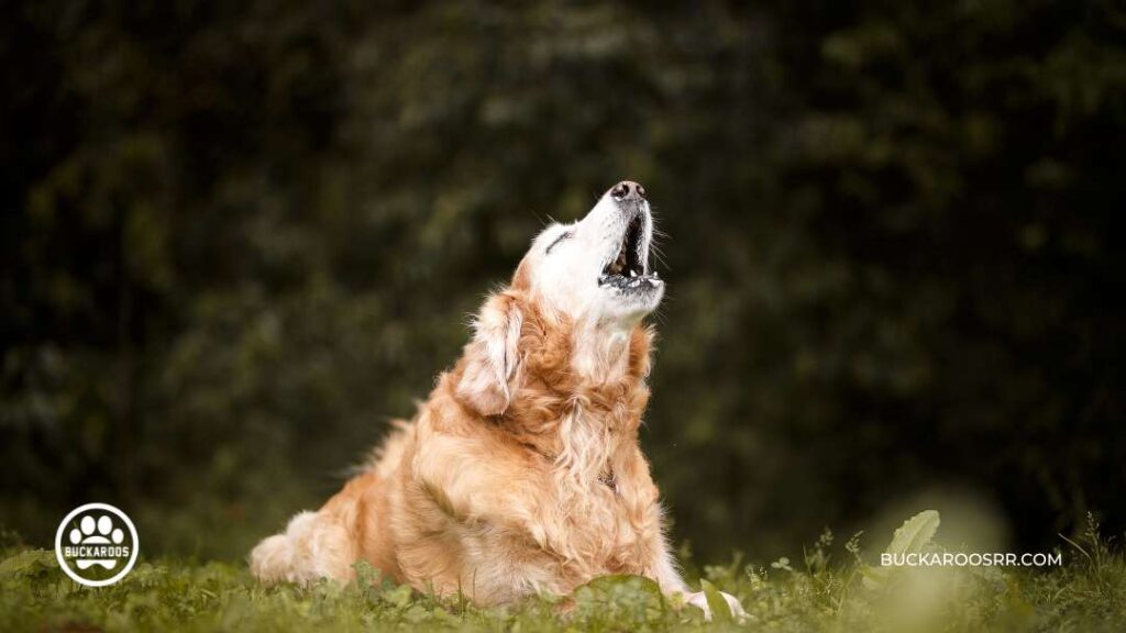 Dog Barking Behavior : Types and how to control it? 5 dog barking behavior