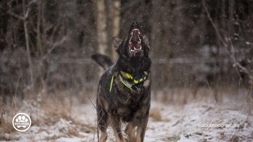 Dog Barking Behavior : Types and how to control it? 4 dog barking