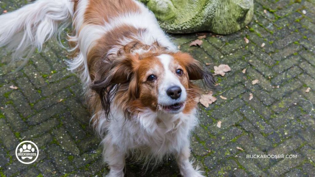 Dog Barking Behavior : Types and how to control it? 3 dog barking