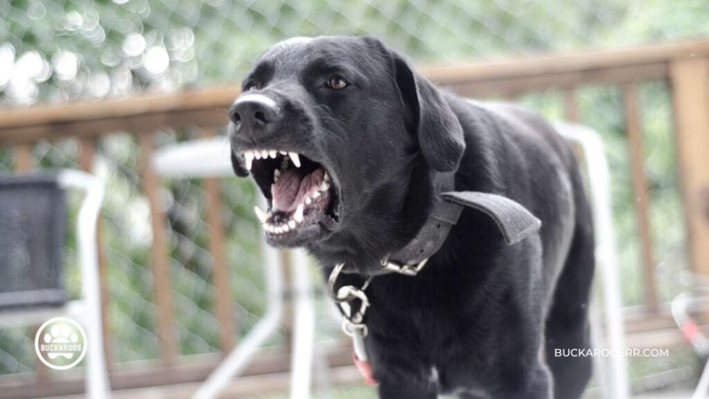 Dog Barking Behavior : Types and how to control it? 6 dog barking behavior