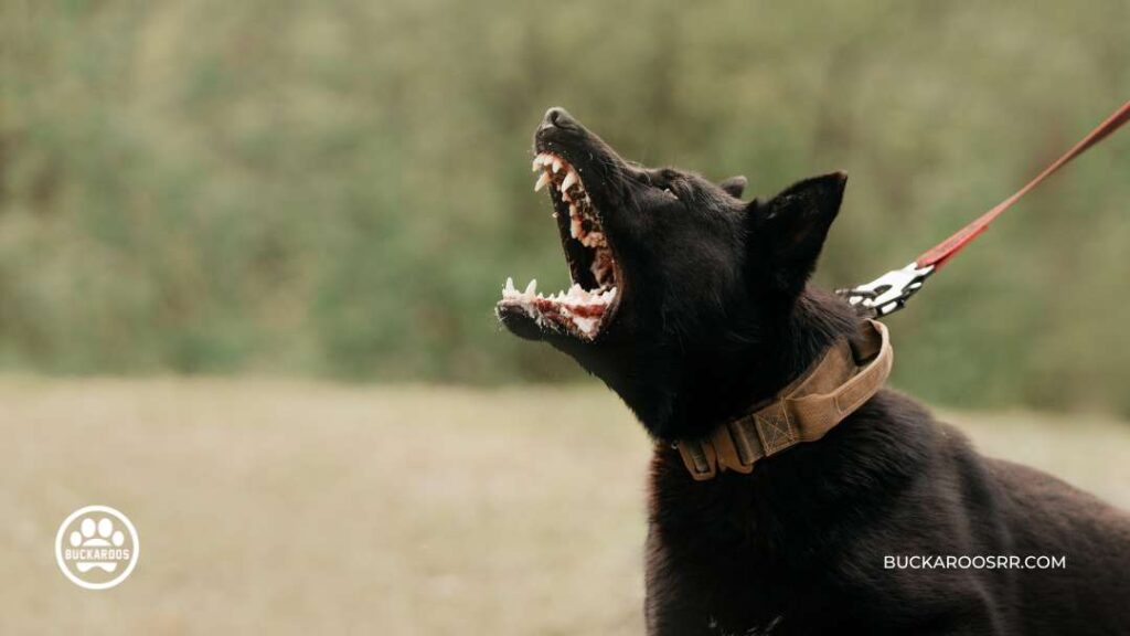 Dog Barking Behavior : Types and how to control it? 7 dog barking behavior