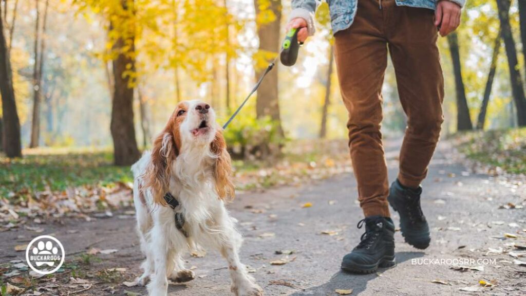 Dog Barking Behavior : Types and how to control it? 8 dog barking behavior