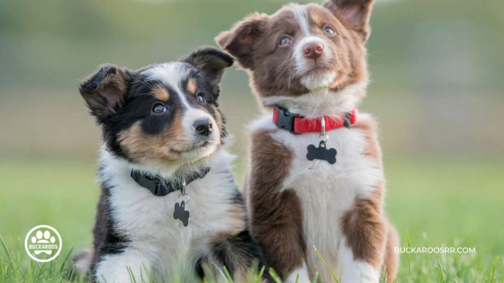 The Complete Puppy Care Guide: From Birth To Adolescence 1 Puppy Care