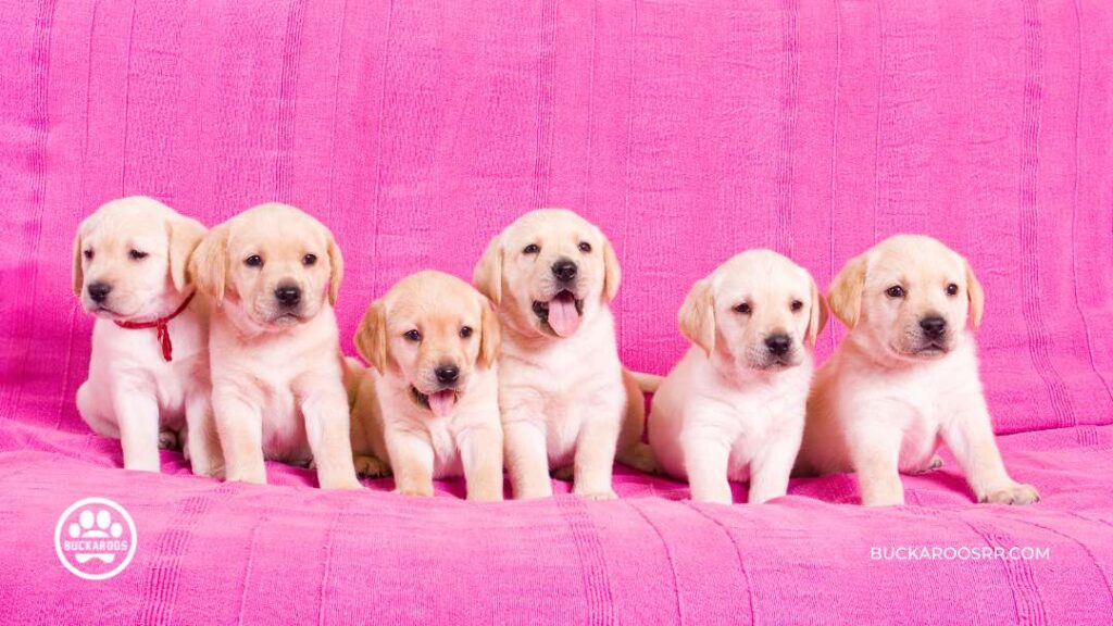 The Complete Puppy Care Guide: From Birth To Adolescence 11 Way To Raise Your Puppy