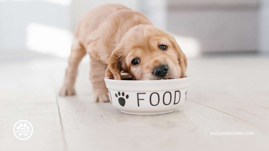 The Complete Puppy Care Guide: From Birth To Adolescence 9 Take Care Of Your Puppy