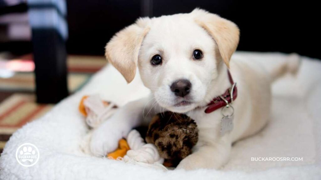 The Complete Puppy Care Guide: From Birth To Adolescence 7 Toys For Your Puppy