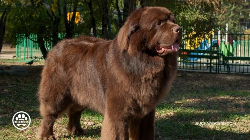 8 Cool Facts About Newfoundland Dogs For Newfie Lovers! 1 Newfoundland Dogs