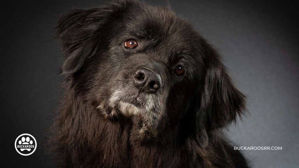 8 Cool Facts About Newfoundland Dogs For Newfie Lovers! 2 Newfoundland Dogs
