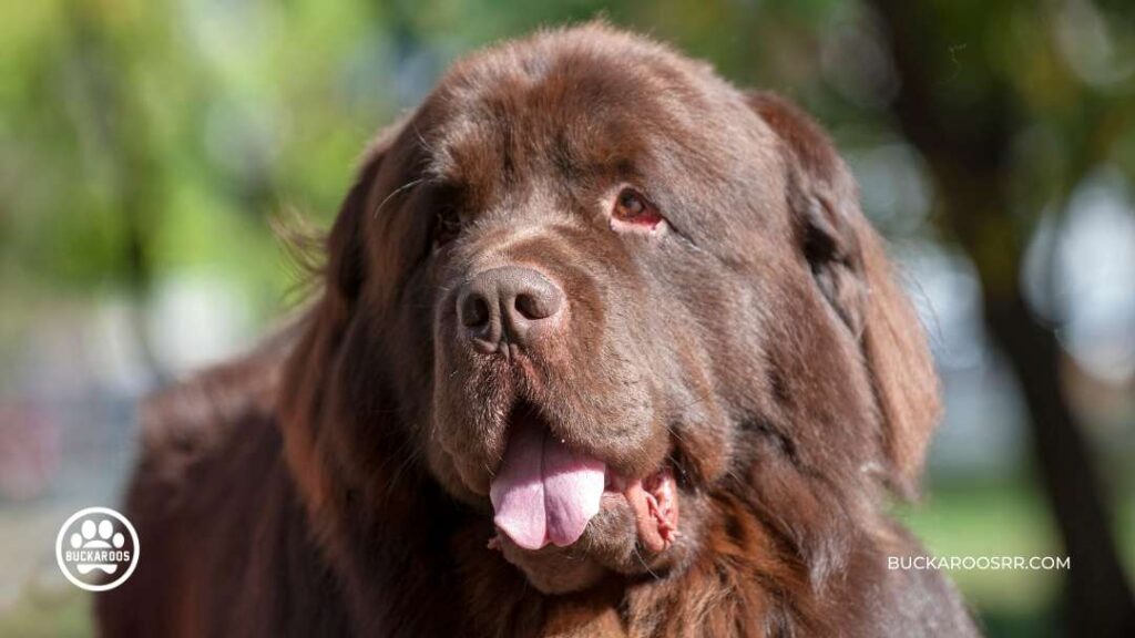 8 Cool Facts About Newfoundland Dogs For Newfie Lovers! 3 Newfoundland Dogs