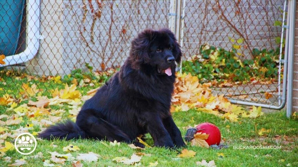 8 Cool Facts About Newfoundland Dogs For Newfie Lovers! 4 Newfoundland Dogs